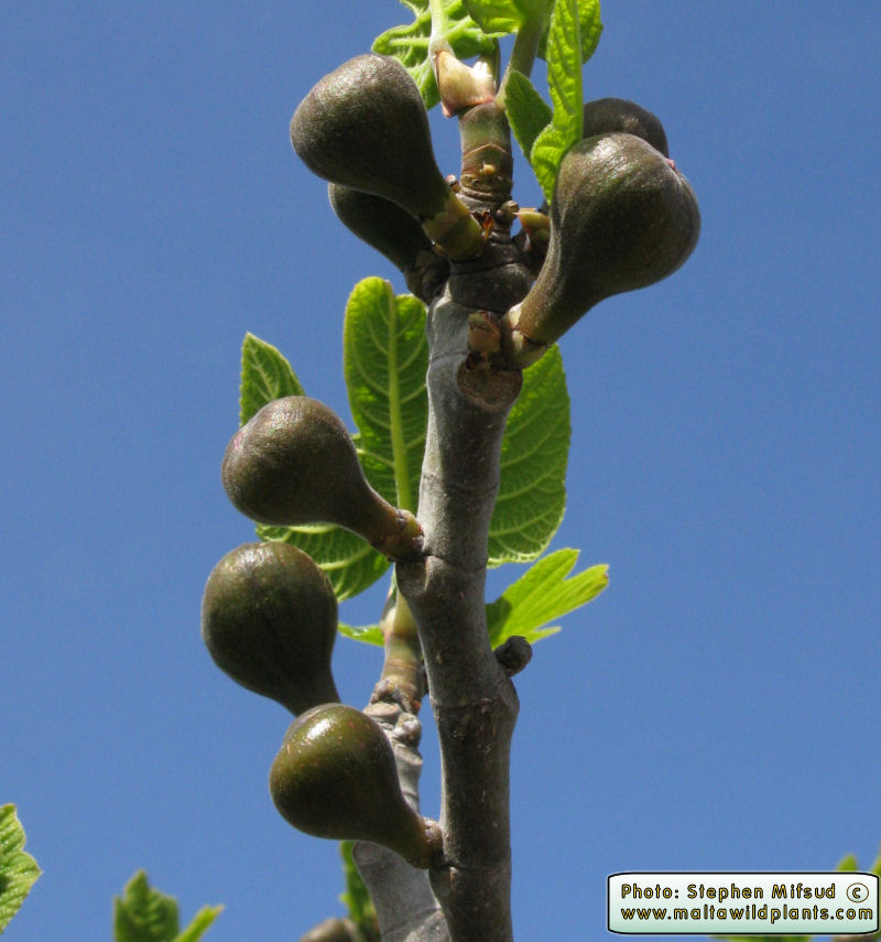 Ficus Carica Fig Tree The Online Flora Of The